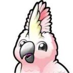 Cockatoo AI.
